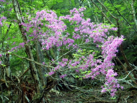 2016.5.28-29　釜ノ沢西俣（沢登り）