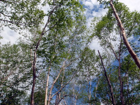 2016.5.28-29　釜ノ沢西俣（沢登り）