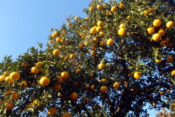 2015.1.4　湯河原幕山（尾根歩き・イベント）