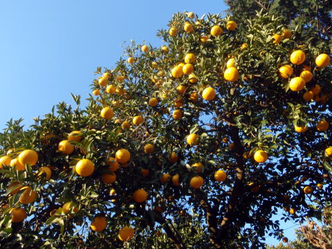 2015.1.4　湯河原幕山（尾根歩き・イベント）