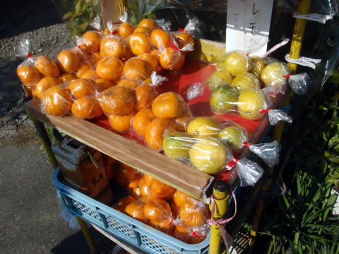 2015.1.4　湯河原幕山（尾根歩き・イベント）