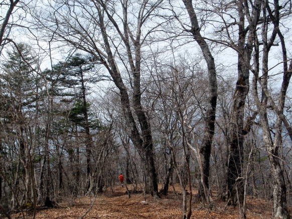 2015.4.19　本社ヶ丸（尾根歩き）