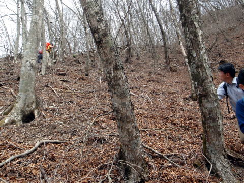 2015.4.19　本社ヶ丸（尾根歩き）