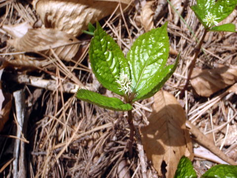 2015.4.19　本社ヶ丸（尾根歩き）