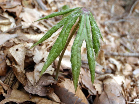 2015.4.19　本社ヶ丸（尾根歩き）