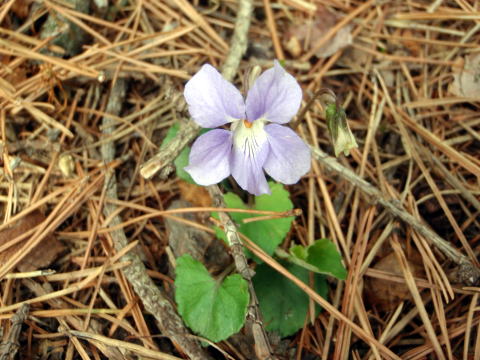 2015.4.19　本社ヶ丸（尾根歩き）