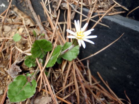 2015.4.19　本社ヶ丸（尾根歩き）