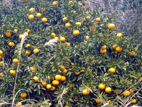 2014.1.5　南郷山（新年山行）（尾根歩き・イベント）