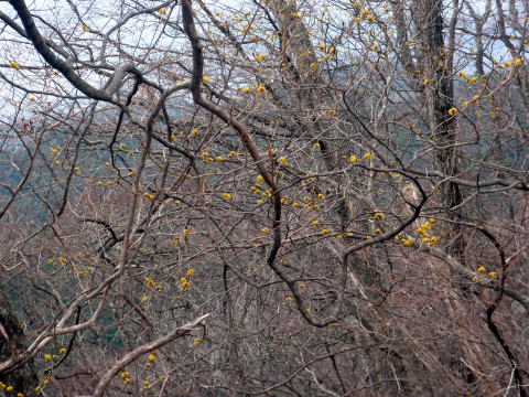 2014.4.13　ナットウ箱山（尾根歩き・イベント）
