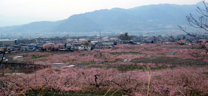 2014.4.13　ナットウ箱山（尾根歩き・イベント）