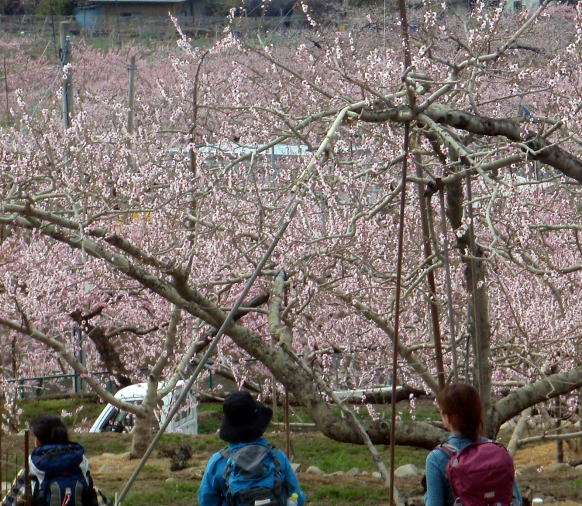 2014.4.13　ナットウ箱山（尾根歩き・イベント）