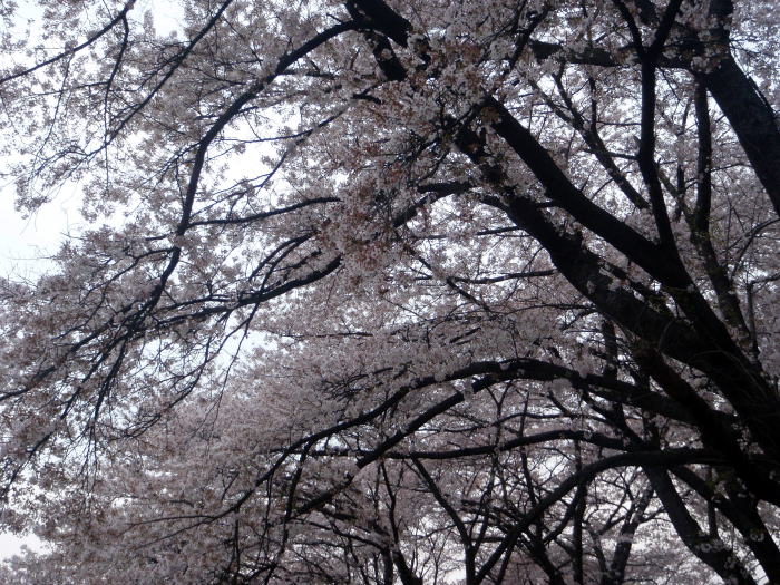 2014.4.13　ナットウ箱山（尾根歩き・イベント）