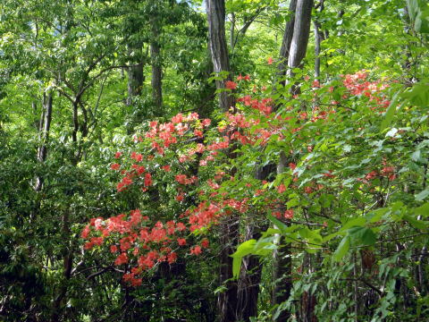 2014.5.17　軍刀利沢（沢登り）