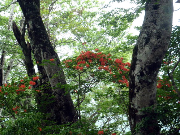 2014.6.21　モロクボ沢（沢登り）