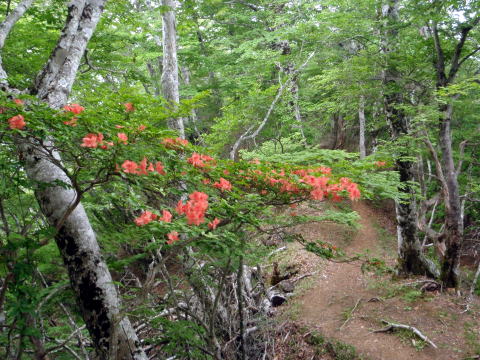 2014.6.21　モロクボ沢（沢登り）