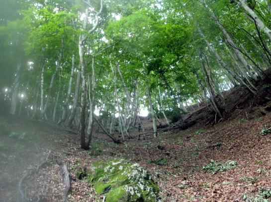 2014.7.12　逆川（沢登り）