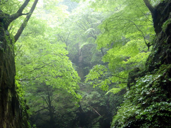 2014.7.20-21　大常木谷（沢登り）