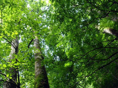 2014.7.20-21　大常木谷（沢登り）