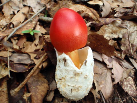 2014.7.20-21　大常木谷（沢登り）