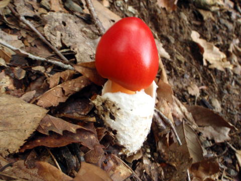 2014.7.20-21　大常木谷（沢登り）