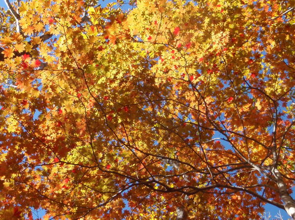 2014.10.18-19　茅刈り手伝い＆湯ノ倉山～大嵐山（尾根歩き・イベント）