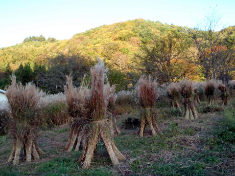 2014.10.18-19　茅刈り手伝い＆湯ノ倉山～大嵐山（尾根歩き・イベント）