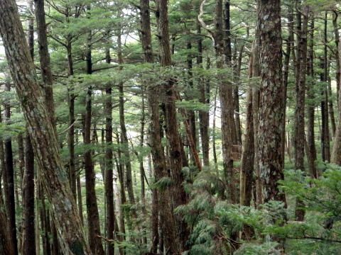 2014.11.8　東奥山窪・黒金山（尾根歩き）