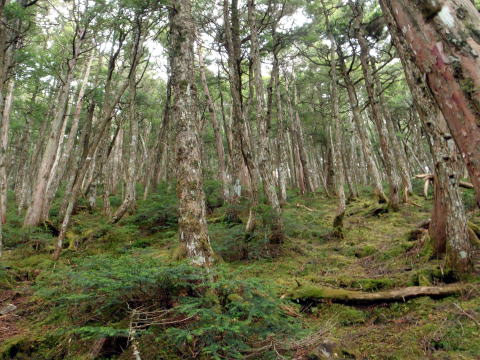 2014.11.8　東奥山窪・黒金山（尾根歩き）