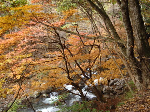 2014.11.8　東奥山窪・黒金山（尾根歩き）