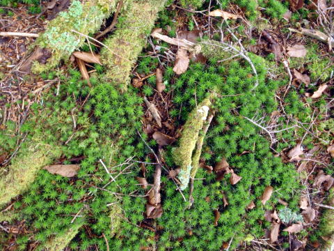 2014.11.8　東奥山窪・黒金山（尾根歩き）