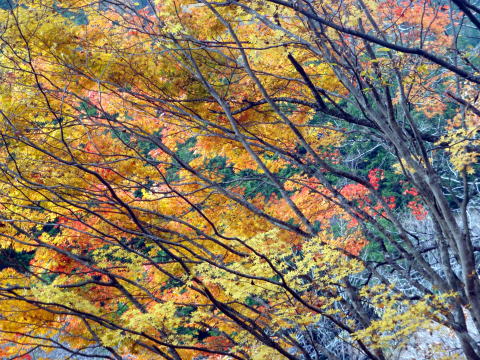 2014.11.8　東奥山窪・黒金山（尾根歩き）