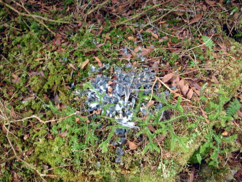 2014.11.8　東奥山窪・黒金山（尾根歩き）