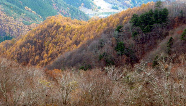 2014.11.8　東奥山窪・黒金山（尾根歩き）