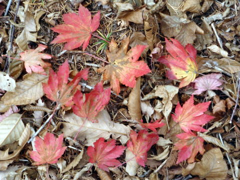 2014.11.8　東奥山窪・黒金山（尾根歩き）