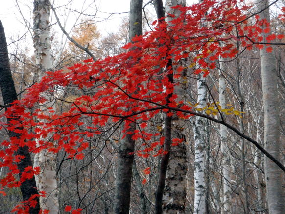 2014.11.8　東奥山窪・黒金山（尾根歩き）