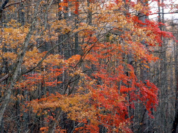 2014.11.8　東奥山窪・黒金山（尾根歩き）