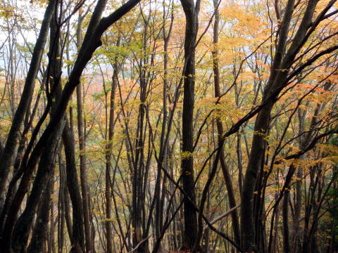 2014.11.8　東奥山窪・黒金山（尾根歩き）