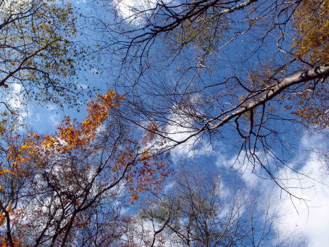 2014.11.8　東奥山窪・黒金山（尾根歩き）