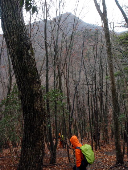2014.11.29　鷹ノ巣山（尾根歩き）