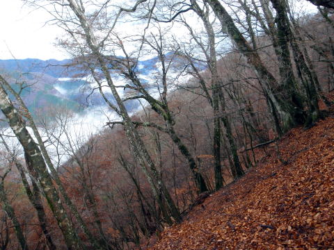 2014.11.29　鷹ノ巣山（尾根歩き）