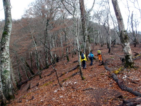 2014.11.29　鷹ノ巣山（尾根歩き）