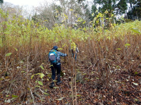 2014.11.29　鷹ノ巣山（尾根歩き）