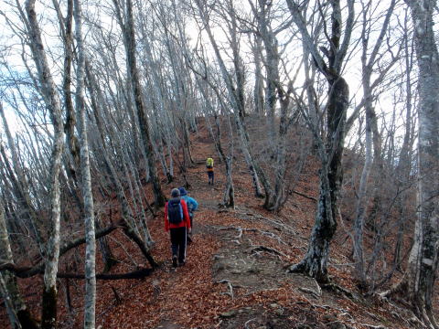 2014.11.29　鷹ノ巣山（尾根歩き）
