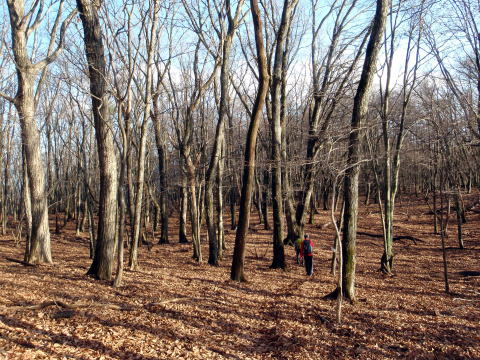 2014.11.29　鷹ノ巣山（尾根歩き）