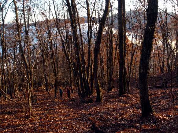 2014.11.29　鷹ノ巣山（尾根歩き）