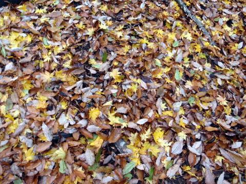 2014.11.29　鷹ノ巣山（尾根歩き）