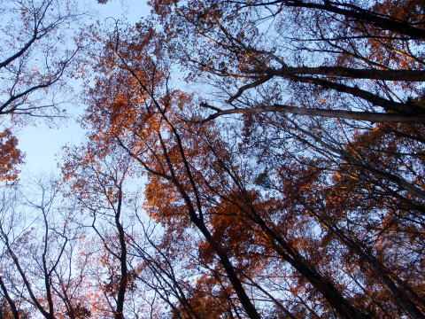 2014.11.29　鷹ノ巣山（尾根歩き）