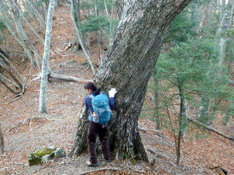 2014.12.28　釈迦ヶ岳・日尻山北尾根（尾根歩き）