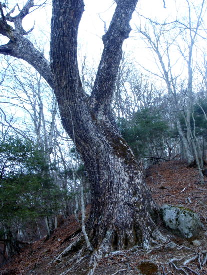 2014.12.28　釈迦ヶ岳・日尻山北尾根（尾根歩き）