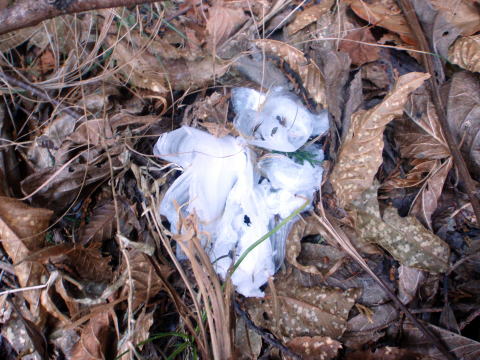 2014.12.28　釈迦ヶ岳・日尻山北尾根（尾根歩き）